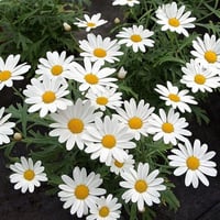 بذور زهرة مارجريت أقحوان الكناري