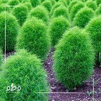 جملة 10 ألاف بذرة من شجرة كوكيا كوشيا مكنسة الجنة