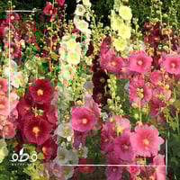 جملة 500 بذرة من زهور الخطمية الختمية