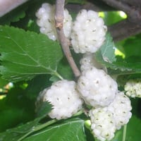 بذور شجرة توت ألبا