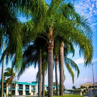 بذور نخيل الكوكس الباسقة