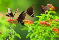 جملة 500 بذرة من لانتانا كمارا زهرة مينا