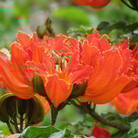 بذور شجرة الخزامى التوليب الأفريقي