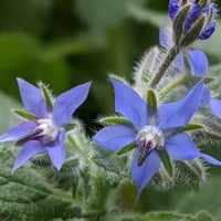 بذور خبز النحل العاسلة