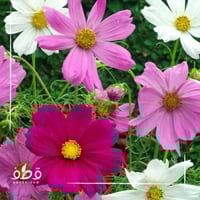 بذور كوزموس سينسيشن الملون