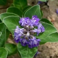 بذرة شجرة الوايتكس