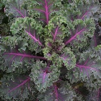 بذور الكيل أو الكالي الاحمر الروسي