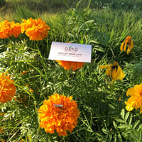 بذور زهرة القطيفة المخملية الحمراء