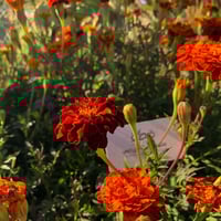 بذور زهرة المخملية الحمراء