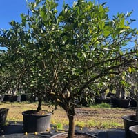 بذور ليمون بنزهير