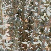 بذور الزعتر البري المحلي