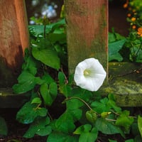 بذور متسلقة زهرة القمر ايبوميا ألبا