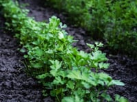 بذور بقدونس حساوي