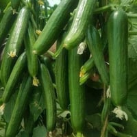 بذور خيار بيت ألفا -F1 هجين