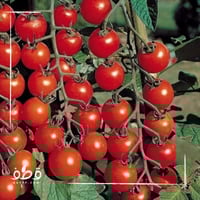 بذور طماطم كرزي شيري أحمر
