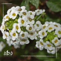 بذور زهور اليسم الابيض زهرة الملكة العطرية