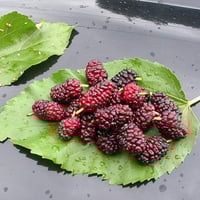 بذور شجرة توت ألبا