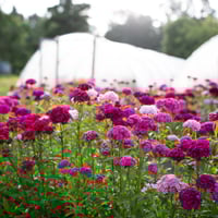 بذور زهرة ويليام سويت ملون