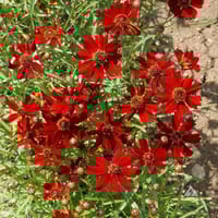 بذور زهرة كريوبسس الحمراء