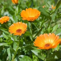 بذور اقحوان كلانديولا الزاهية