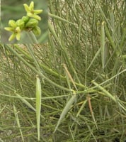 بذور شجرة المرخ العطرية