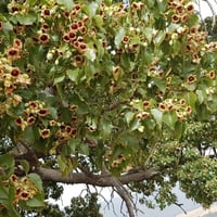 بذور شجرة استركوليا مخمسة