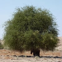 جملة 300 بذرة من شجرة السرح