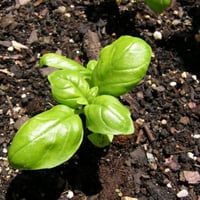 بذور الريحان الليموني للاكل