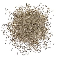 بذور زهور يارو الاحمر العطري