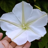 بذور متسلقة زهرة القمر ايبوميا ألبا