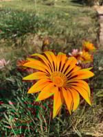 جملة 500 بذرة من زهرة جازانيا