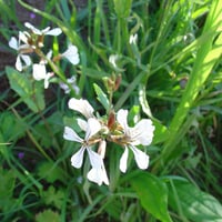 بذور جرجير ساتيفا الإيطالي