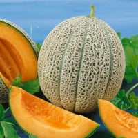 بذور شمام هالز بست جامبو