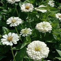 بذور زهرة الزينيا البيضاء