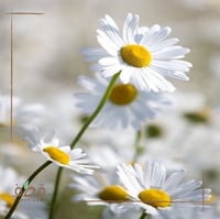 جملة بذور قحويان النفود 10 الآف بذرة .أقحوان بري