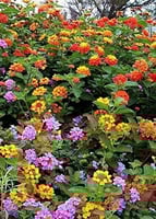 جملة 500 بذرة من لانتانا كمارا زهرة مينا