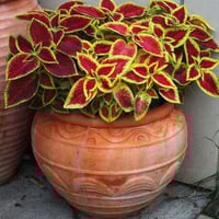 جملة 1000 بذرة من السجاد كوليوس بلومي