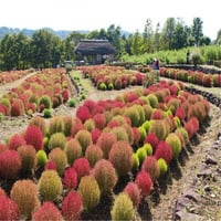 بذور كوكيا كوشيا مكنسة الجنة