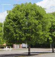 جملة 300 بذرة من شجرة ماهوجني الافريقي