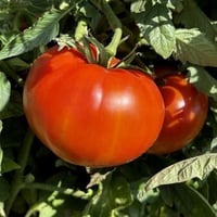 بذور الطماطم الكاريبي الكبير