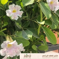 جملة 300 بذرة من شجرة تابوبيا روزا