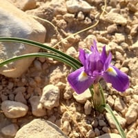 بذور سوسن البرية عنصل الصحراء