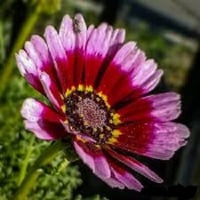 بذور الاقحوان اراولا