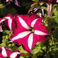 بذور بيتونيا النجمة البيضاء الحمراء