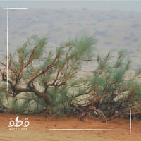 بذور شجرة الغضا