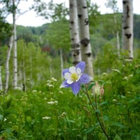 بذور زهرة السماء الزرقاء