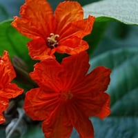 بذور شجرة الكورديا القرمزية