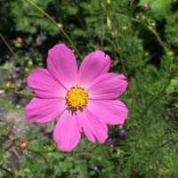 بذور كوزموس سينسيشن الملون