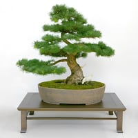 بذور الصنوبر الياباني