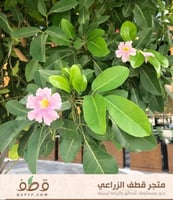 جملة 300 بذرة من شجرة تابوبيا روزا